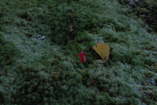 c0093046_654940.jpg