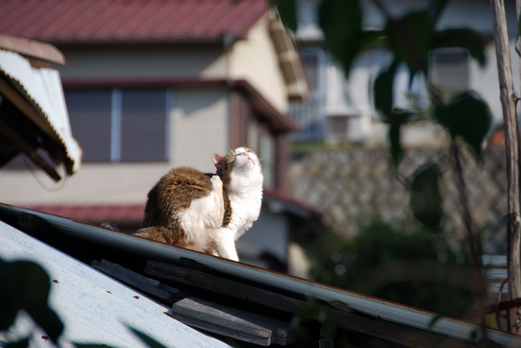 2007/11/18(日)　尾道風景_f0137351_6521922.jpg