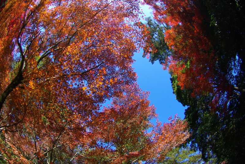 １１月１７日　紅葉の宮島弥山登山_a0009554_10222658.jpg