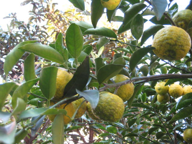 e0116960_10142882.jpg