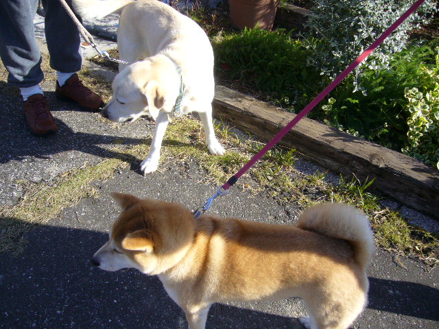 2007年11月18日(日)愛ちゃん交遊図!_f0060461_14351379.jpg