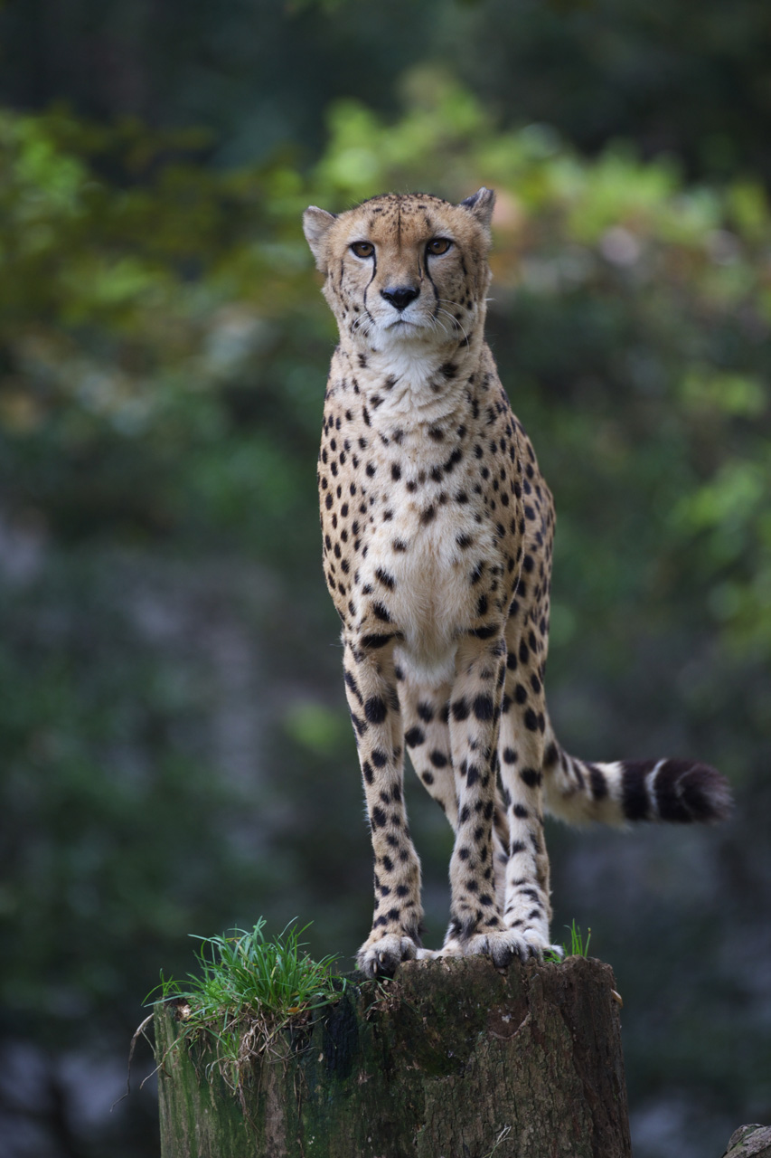 多摩動物公園191_e0060169_1918319.jpg