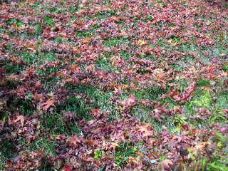 c0029190_11193296.jpg