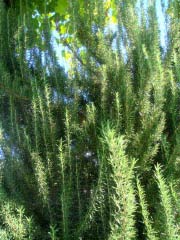 c0103793_97268.jpg