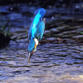 ★カワセミの採餌瞬間写真~渓流の宝石の生態とは?(゚ロ゚;)_a0028694_1031913.jpg