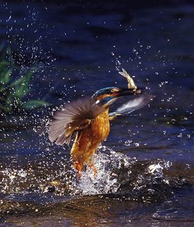 ★カワセミの採餌瞬間写真~渓流の宝石の生態とは?(゚ロ゚;)_a0028694_1033421.jpg