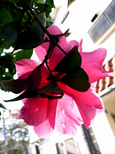 c0071611_23554627.jpg