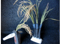 e0115811_23412049.gif