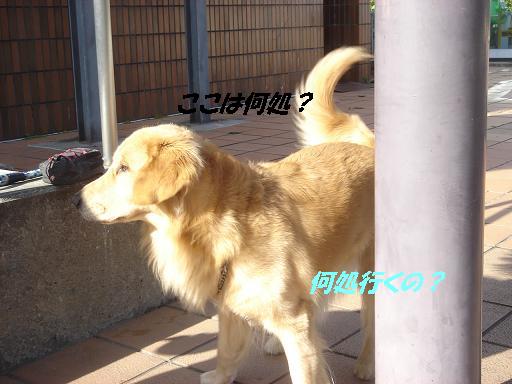 2007年秋 清里にて NO1_f0114128_15544989.jpg