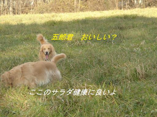 2007年11月18日 清里にて NO2_f0114128_21132738.jpg