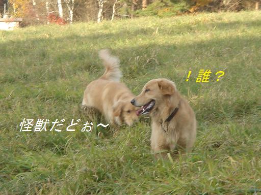 2007年11月18日 清里にて NO2_f0114128_2191747.jpg