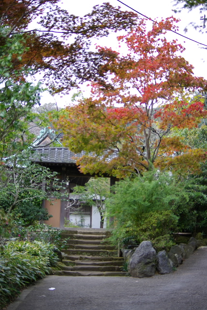 鎌倉の紅葉　海蔵寺_d0108029_21373036.jpg