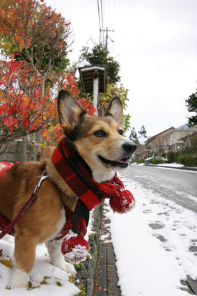 初雪や　祝うが如く　犬遊ぶ_b0031538_23371189.jpg