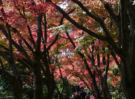 京の紅葉を訪ねて vol.1 光悦寺_c0057946_1917211.jpg