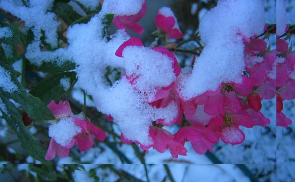 雪が積もりました．．．_e0108665_14505721.jpg