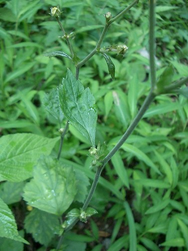 ダイコンソウ(大根草)_c0085874_1542386.jpg