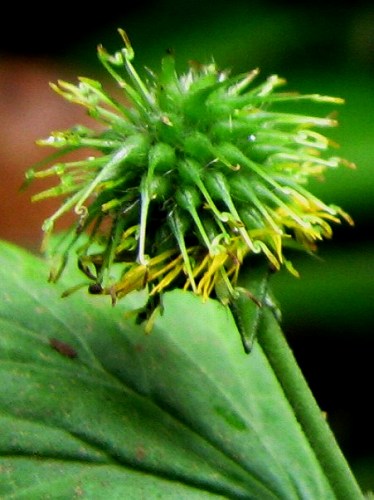 ダイコンソウ(大根草)_c0085874_1552323.jpg
