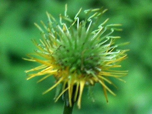 ダイコンソウ(大根草)_c0085874_1553397.jpg