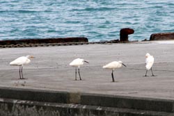 野鳥の写真がこんなに溜まってた！_b0084378_14103887.jpg