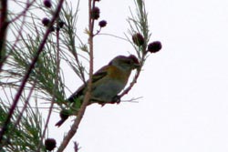 野鳥の写真がこんなに溜まってた！_b0084378_14132817.jpg