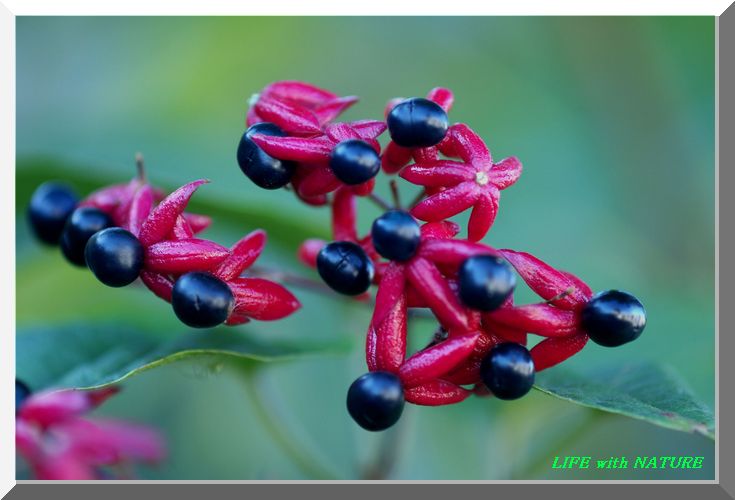 クサギの実 自然とのふれあい