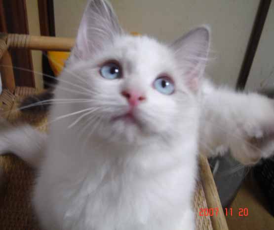 ラグドール 子猫 _e0033609_17335645.jpg