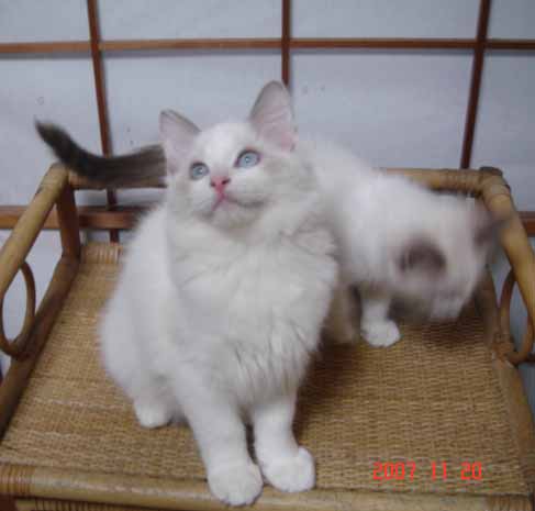 ラグドール 子猫 _e0033609_17341359.jpg