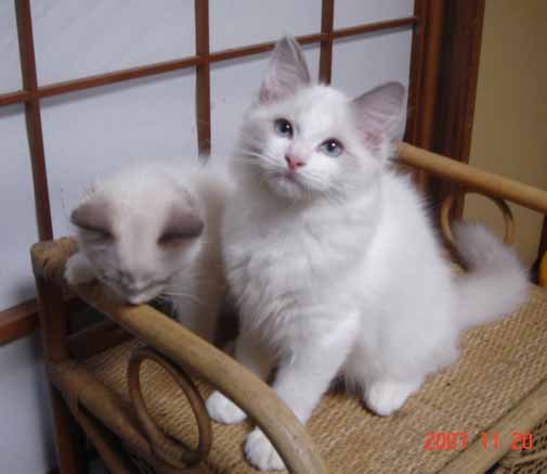 ラグドール 子猫 _e0033609_1734378.jpg