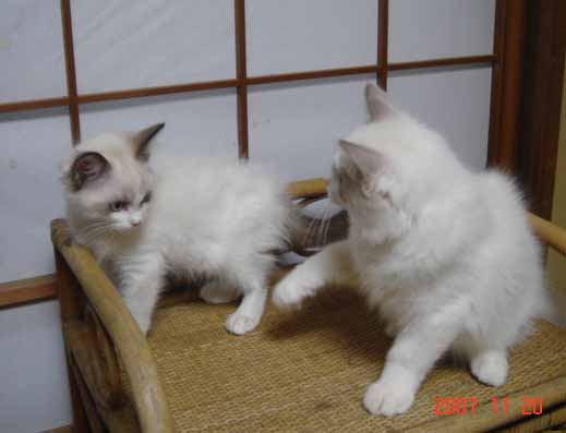 ラグドール 子猫 _e0033609_17344982.jpg