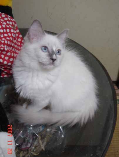 ラグドール 子猫 _e0033609_17371521.jpg