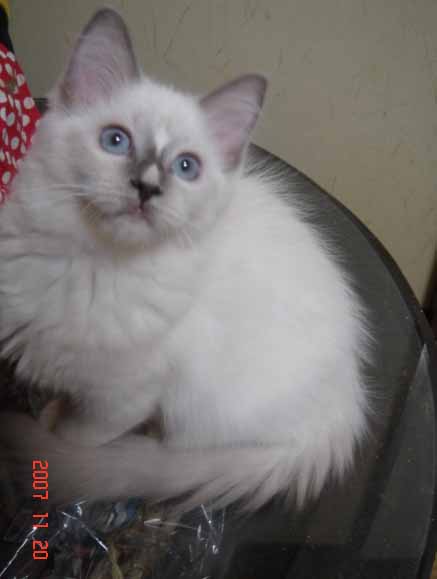 ラグドール 子猫 _e0033609_17373350.jpg
