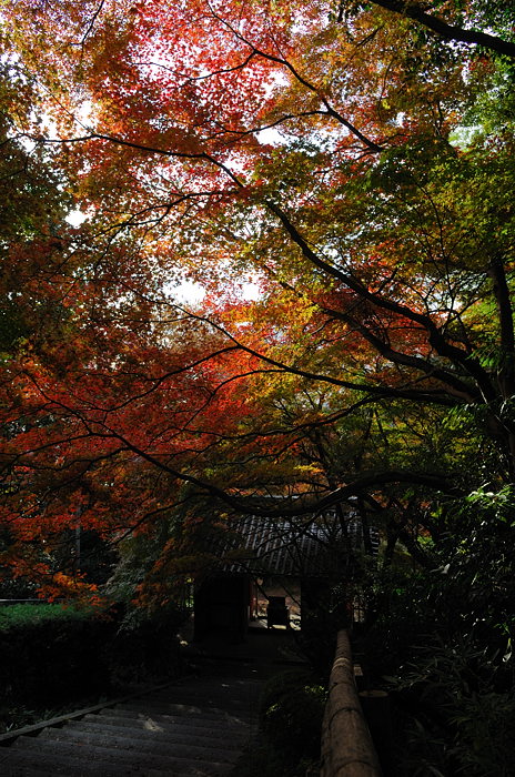 秋の金蔵寺・其の三_f0032011_1944087.jpg