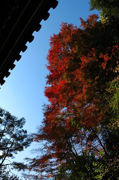 秋の金蔵寺・其の三_f0032011_19442636.jpg