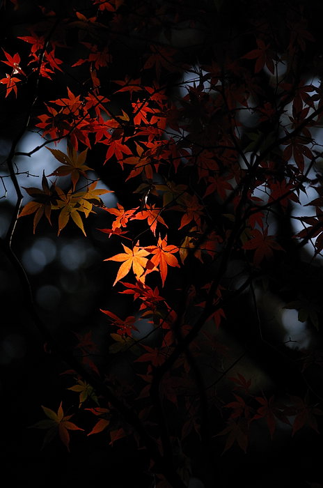 秋の金蔵寺・其の三_f0032011_19443422.jpg