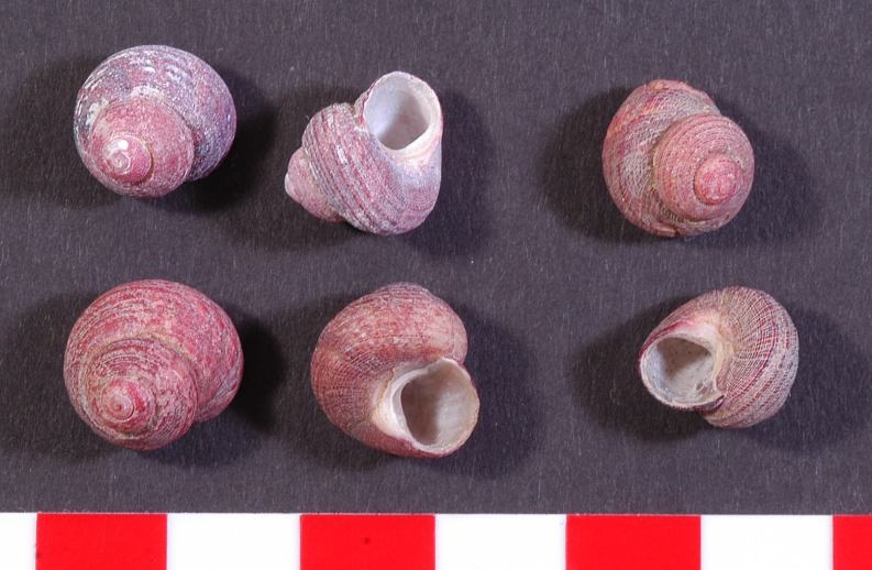 エゾザンショウ : 北海道日高東部の貝コレクション