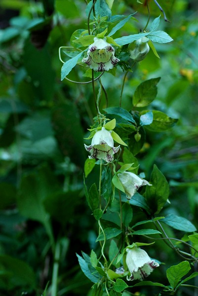 c0027027_2239734.jpg