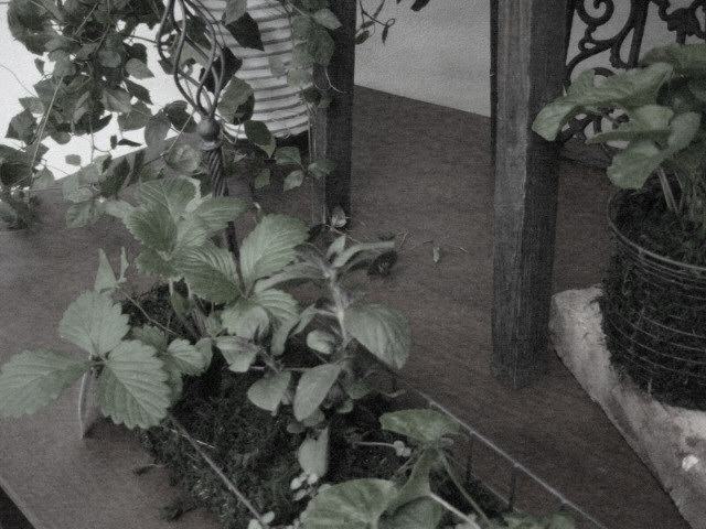 c0117029_2249528.jpg