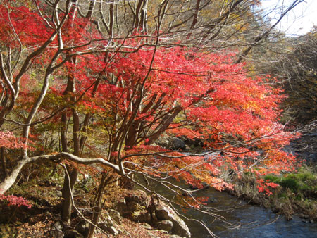 １１月１８日　四時川渓谷の紅葉_f0105342_917856.jpg