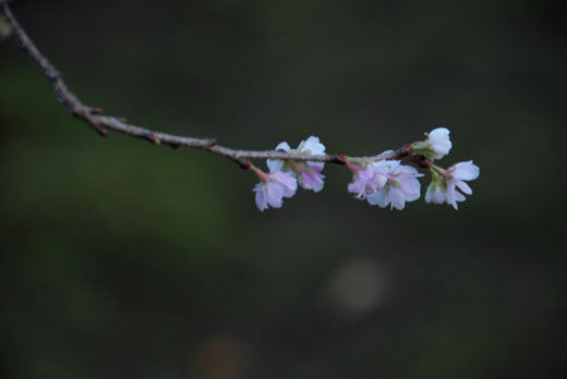 冬桜_c0093046_6491761.jpg