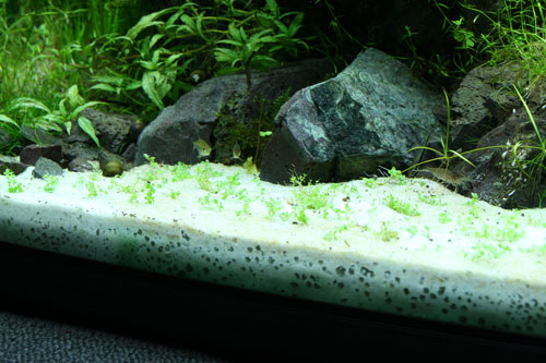 キューバパールグラス追加 Aqualiving キューバパールグラス追加 Aqualiving