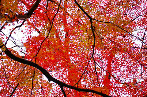 三次へ紅葉狩り ～ 「尾関山公園」他_e0045768_21415252.jpg