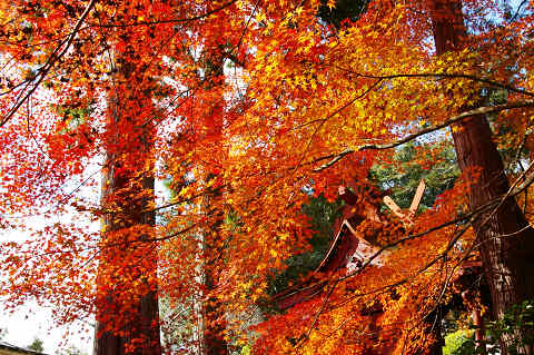 三次へ紅葉狩り ～ 「尾関山公園」他_e0045768_21463551.jpg