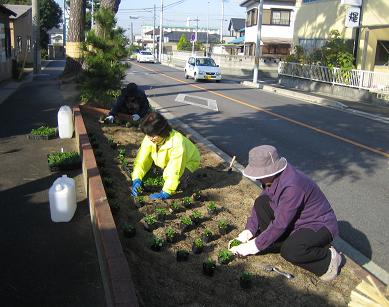 井畑花の道サークルの今・・・東海道松並木_b0105374_14183039.jpg