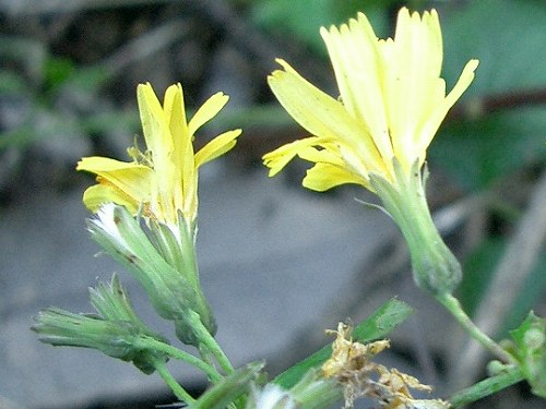 ヤクシソウ(薬師草)_c0085874_22594254.jpg