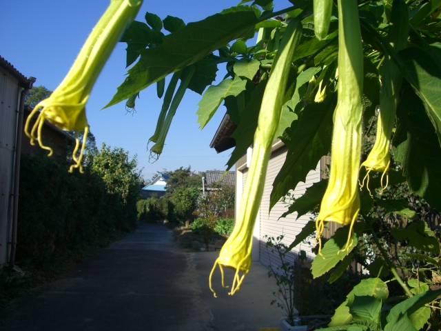f0137275_5271857.jpg