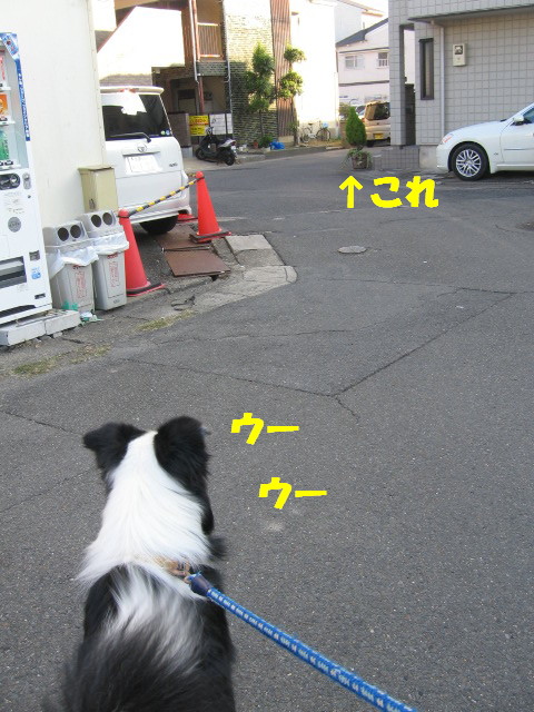 e0117976_1663551.jpg