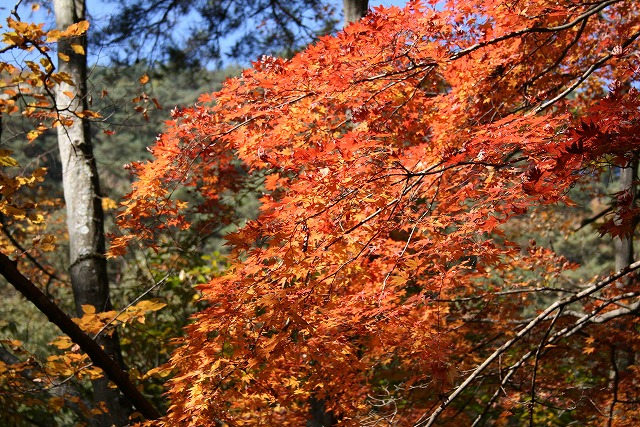 紅葉狩り_a0106189_19142279.jpg