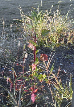 c0050708_104757.jpg