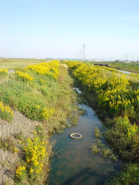 d0039111_111582.jpg
