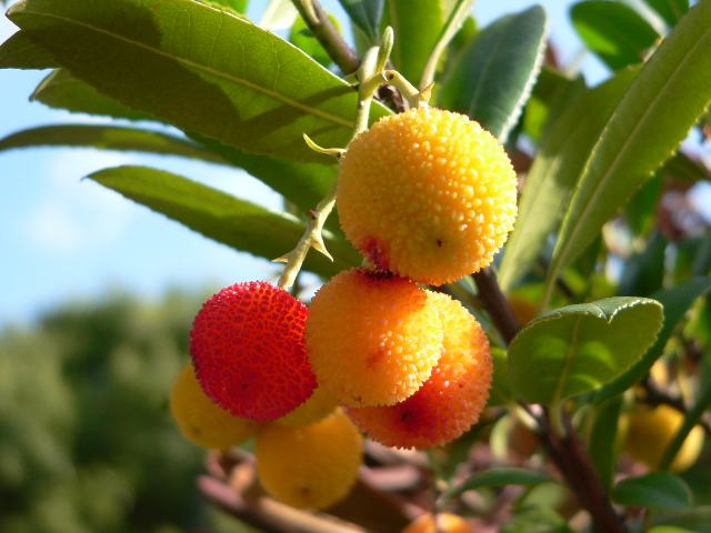 姫苺の木 ヒメイチゴノキ 花の仲間調べ 姫苺の木 ヒメイチゴノキ 花の仲間調べ